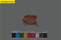 藏品(肉球皺蟹)的圖片